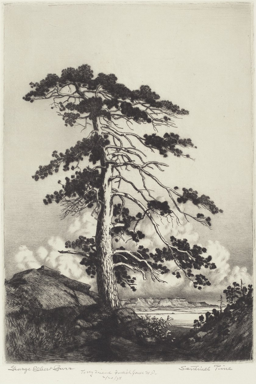 Pinheiro Sentinela de George Elbert Burr