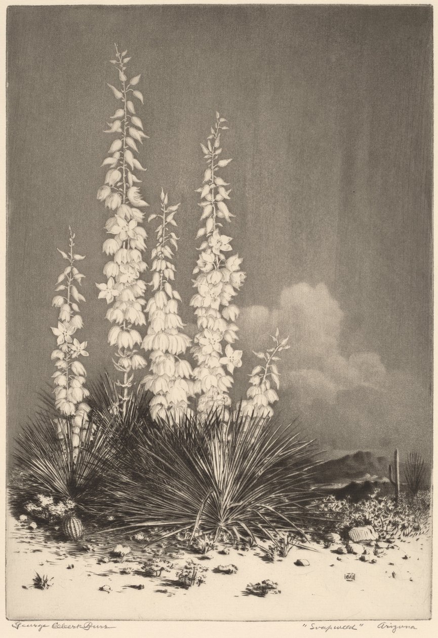 Soapweed, Arizona (nº 2) de George Elbert Burr