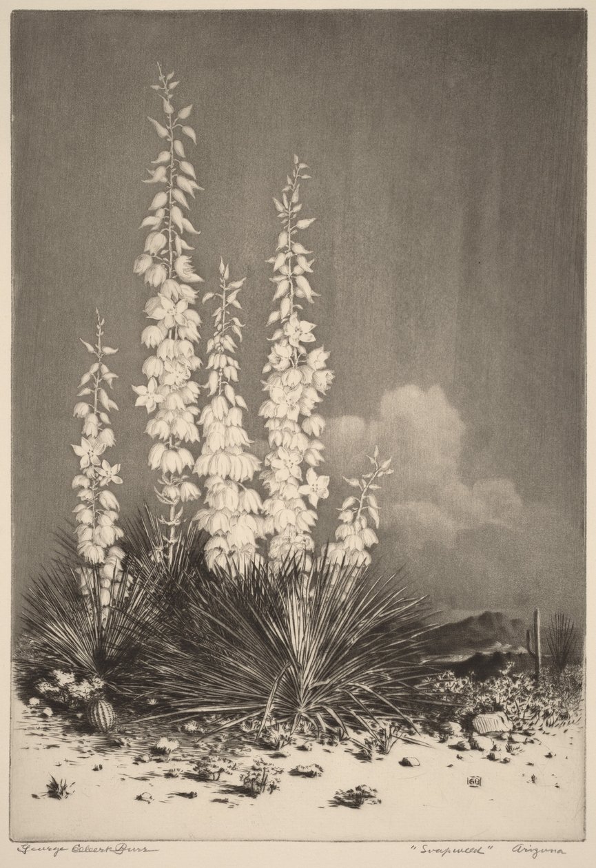Soapweed, Arizona (n.º 2) de George Elbert Burr