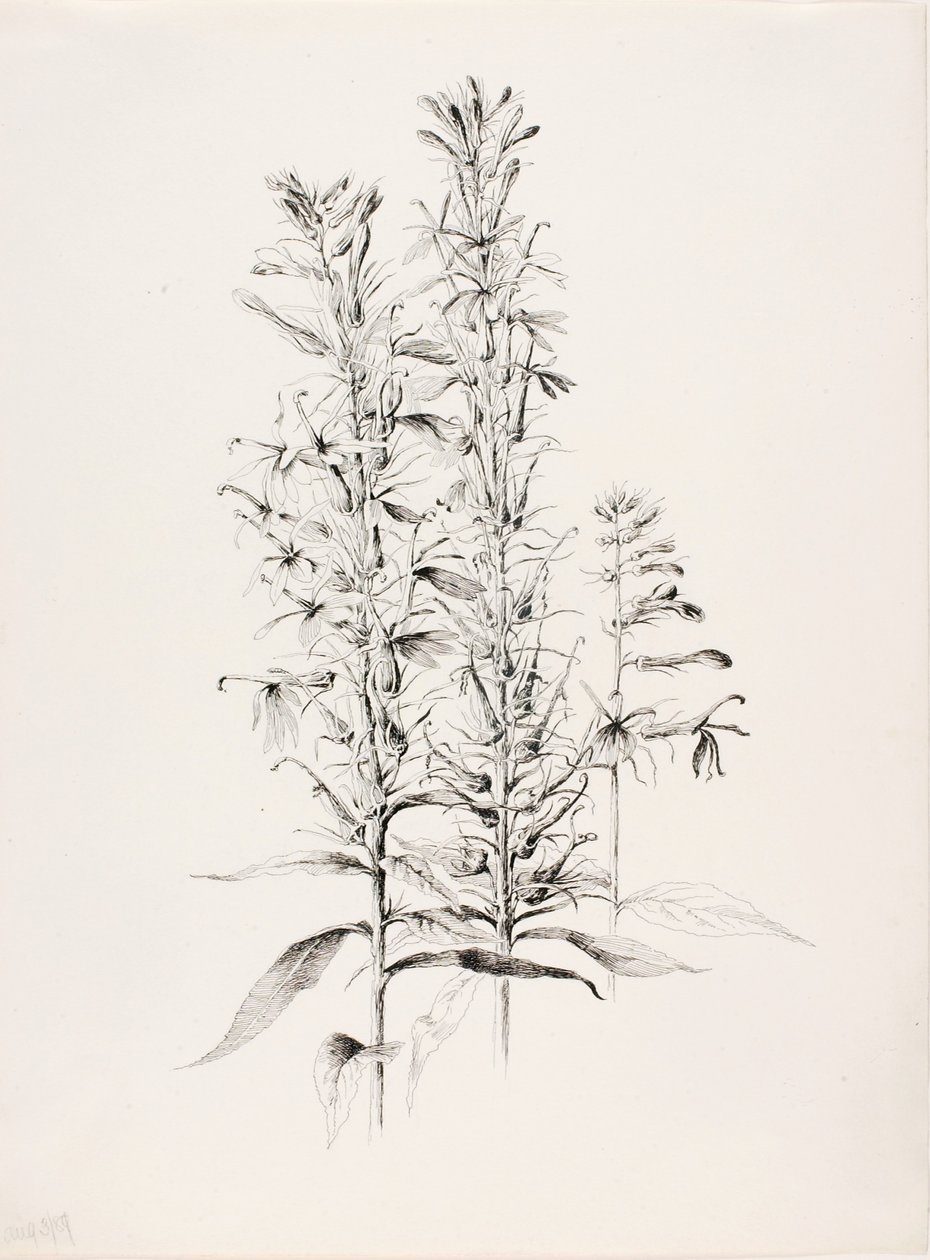 Sem título (Flor de Cardeal, Lobelia Cardinalis) de George Elbert Burr