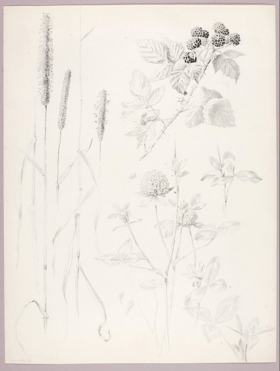Sem título (Rabo de gato, trevo e amoras) de George Elbert Burr