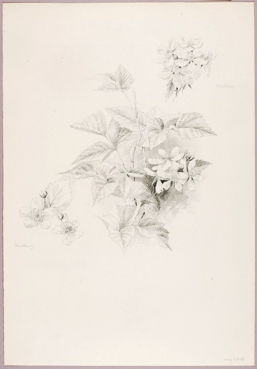 Sem título (Dewberry e Blackberry) de George Elbert Burr