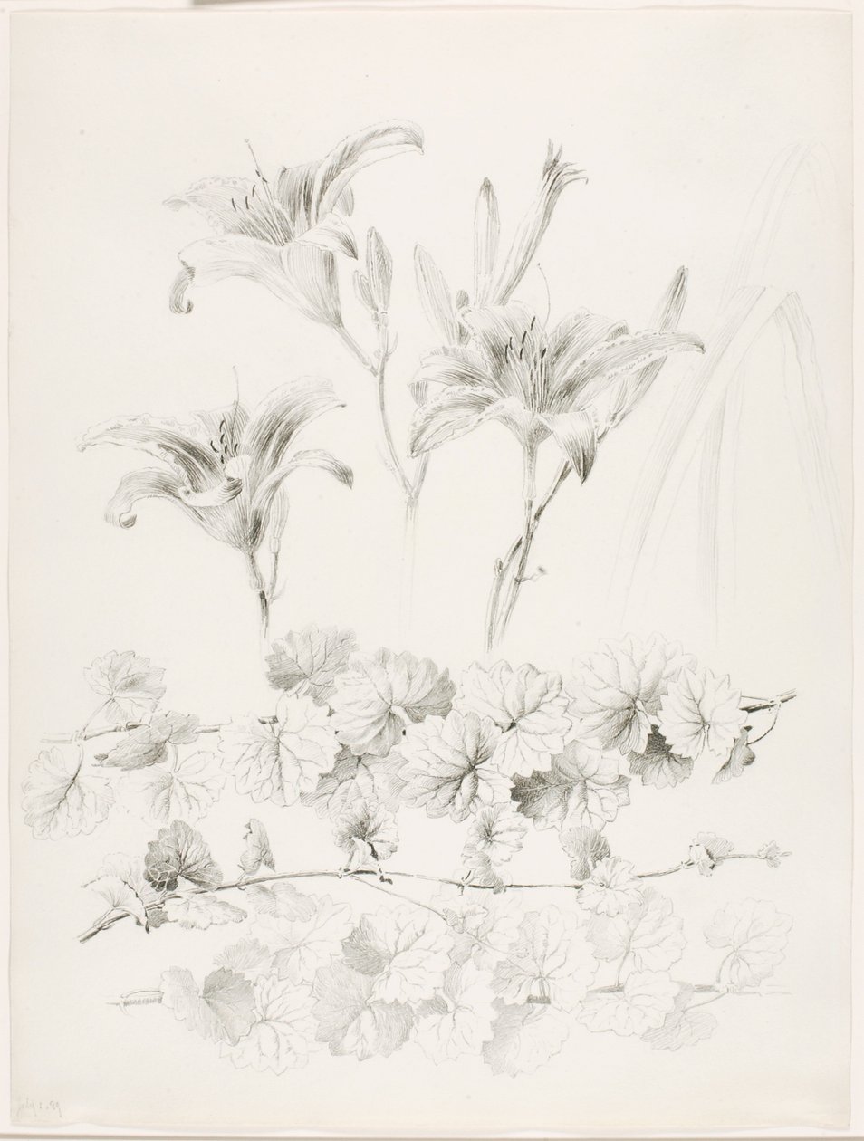 Sem título (Nenúfares e ervas-de-passarinho) (Glecoma Hederacea) de George Elbert Burr