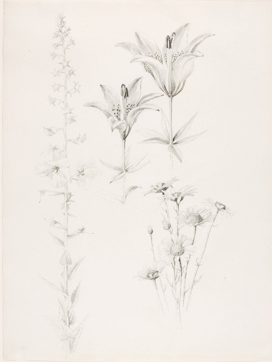 Sem título (Lírio, Margarida, Hibisco) de George Elbert Burr