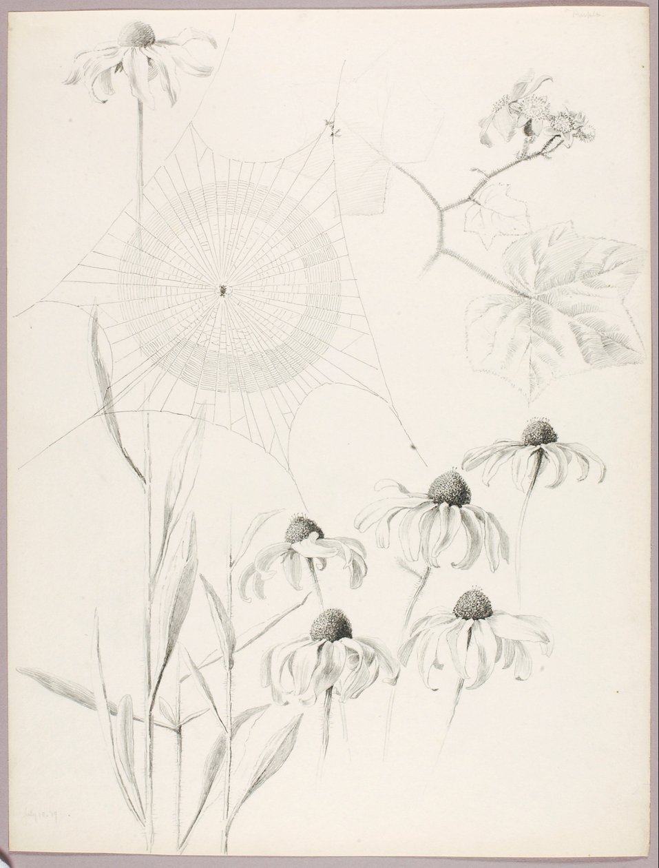 Sem título (Teia de aranha e margaridas) de George Elbert Burr