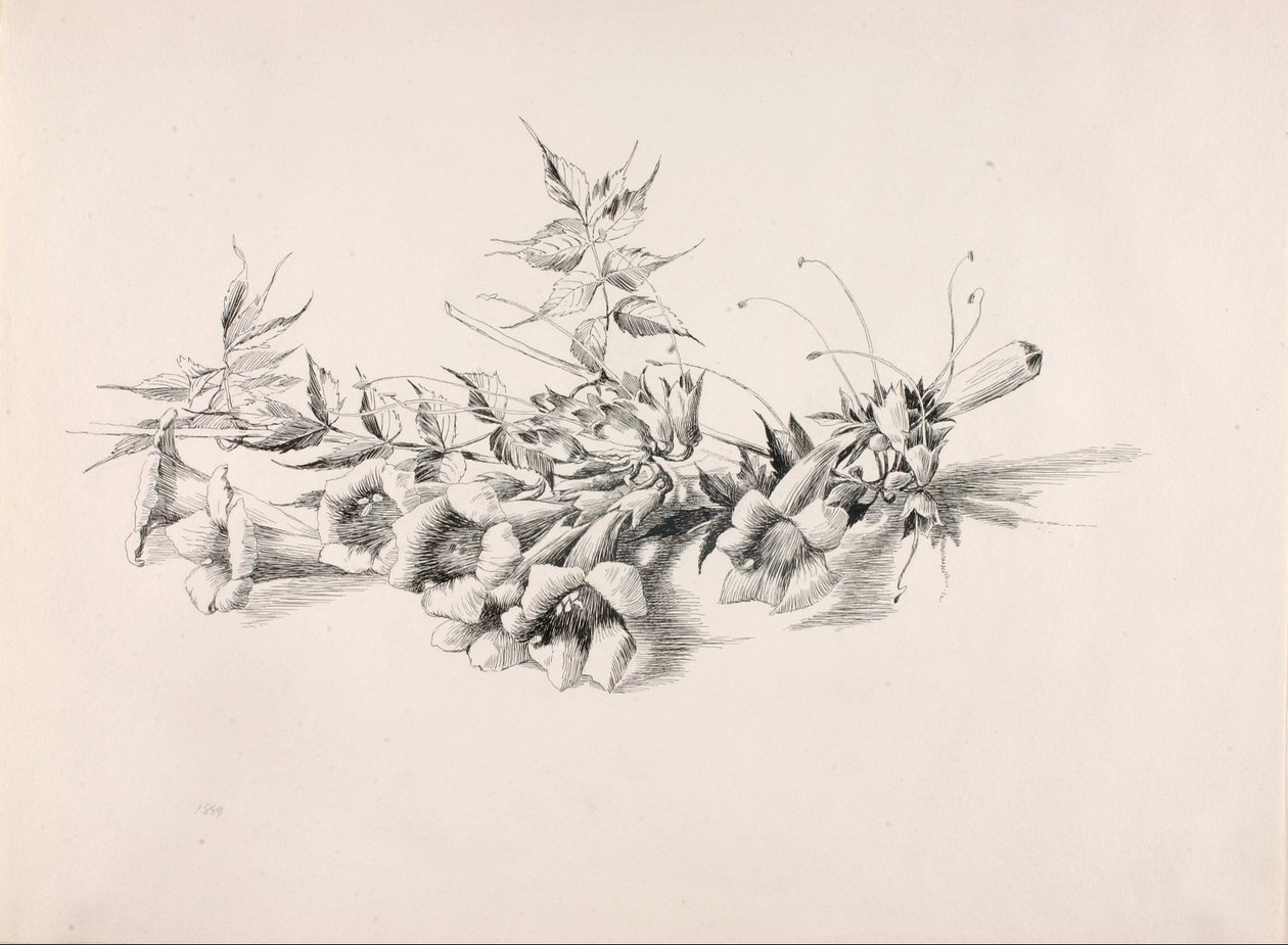 Sem título (Videira trombeteira, Campsis Radicans) de George Elbert Burr