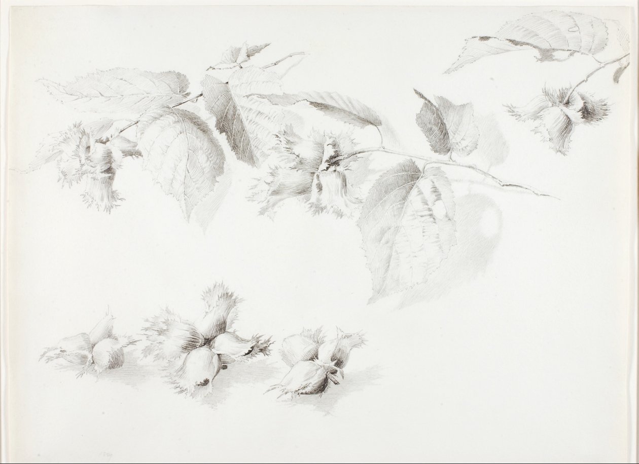 Sem título (Avelã selvagem, Corylus Americana) de George Elbert Burr