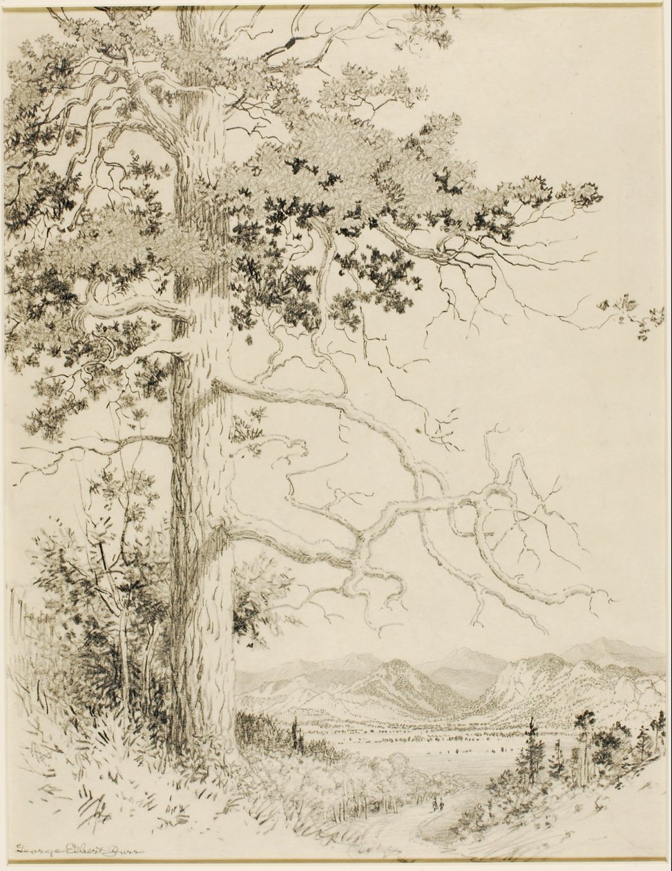 Sem título (desenho de transferência para Old Pine, Estes Park) de George Elbert Burr