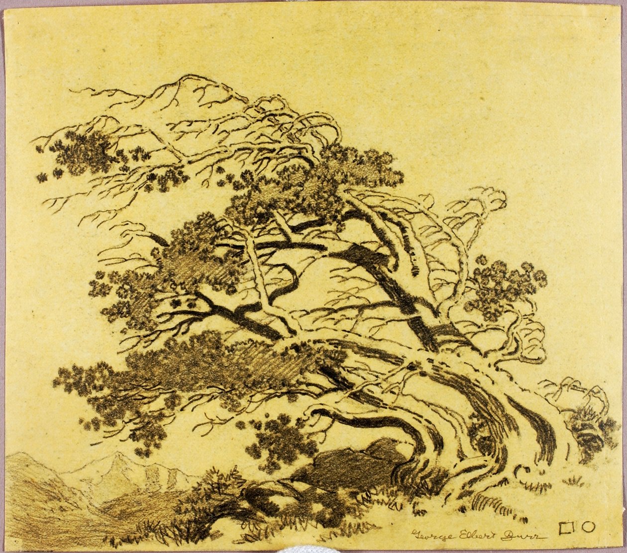 Sem título (desenho de transferência para Pinheiros ao vento, Estes Park) de George Elbert Burr