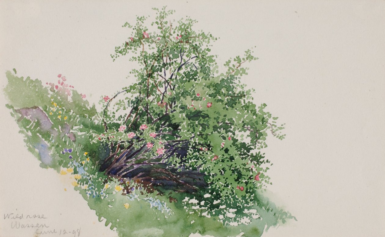 Rosa Selvagem, Wassen de George Elbert Burr