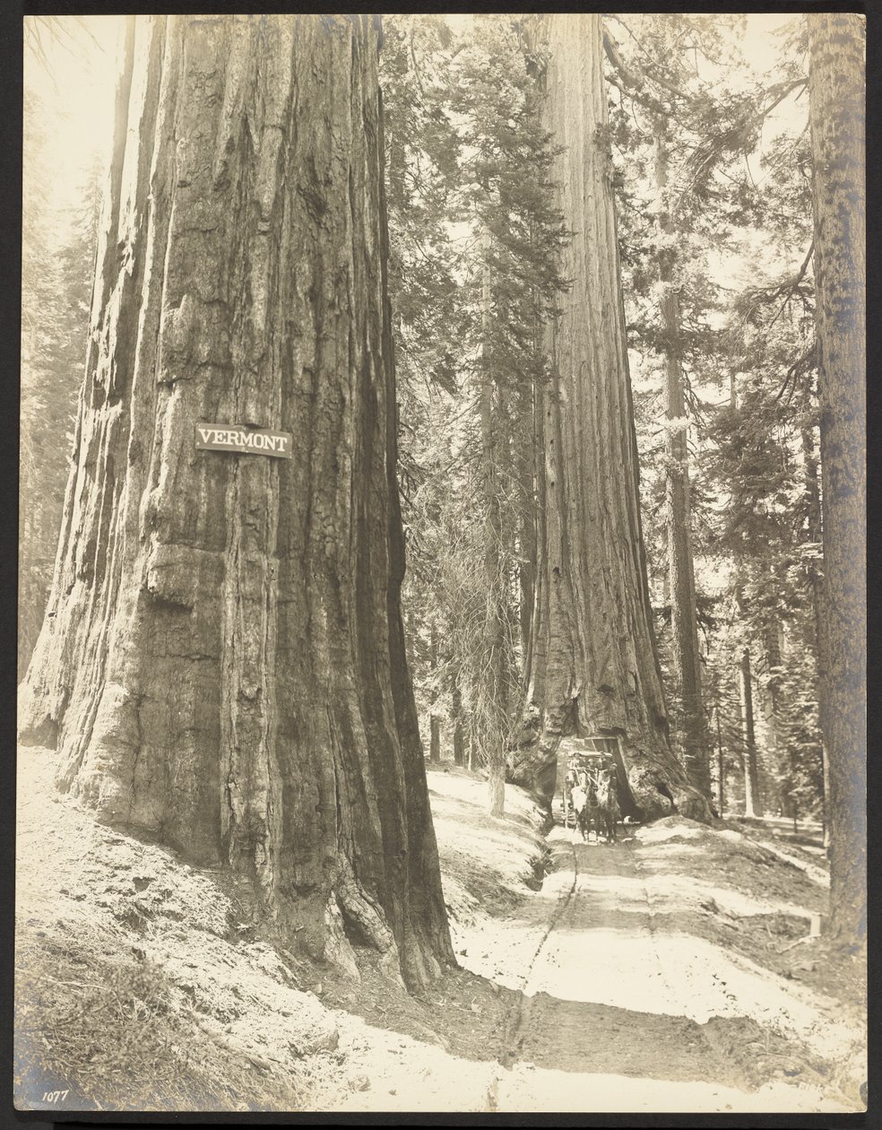 Conduzir através de Wawona, Mariposa Grove. Diâmetro de 24 pés. de George Fiske