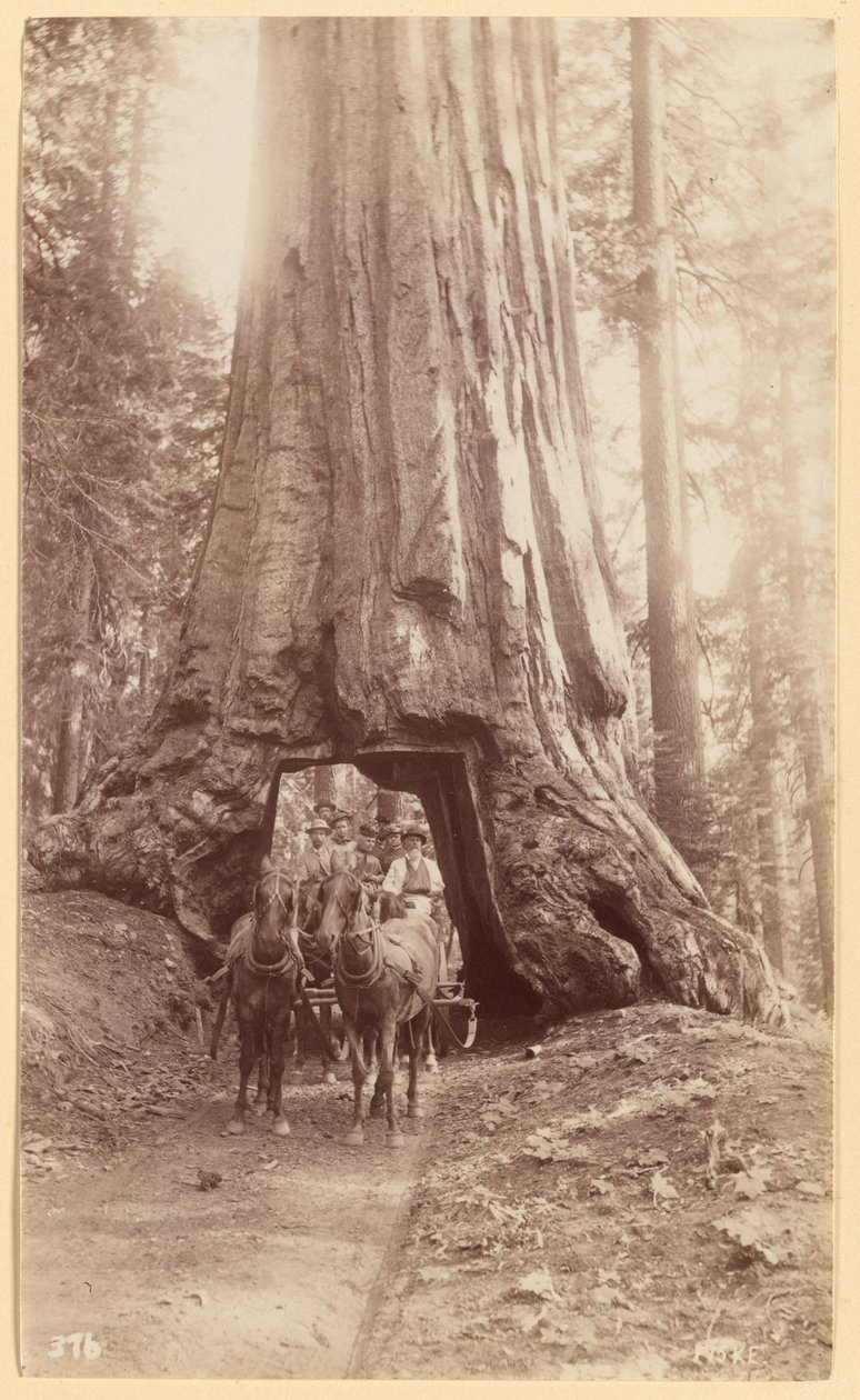 Wawona. mostrando o estágio da árvore (diâmetro, 30 pés). Bosque de Mariposa. de George Fiske