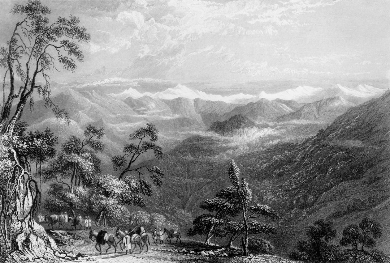 Floresta. de George Francis White