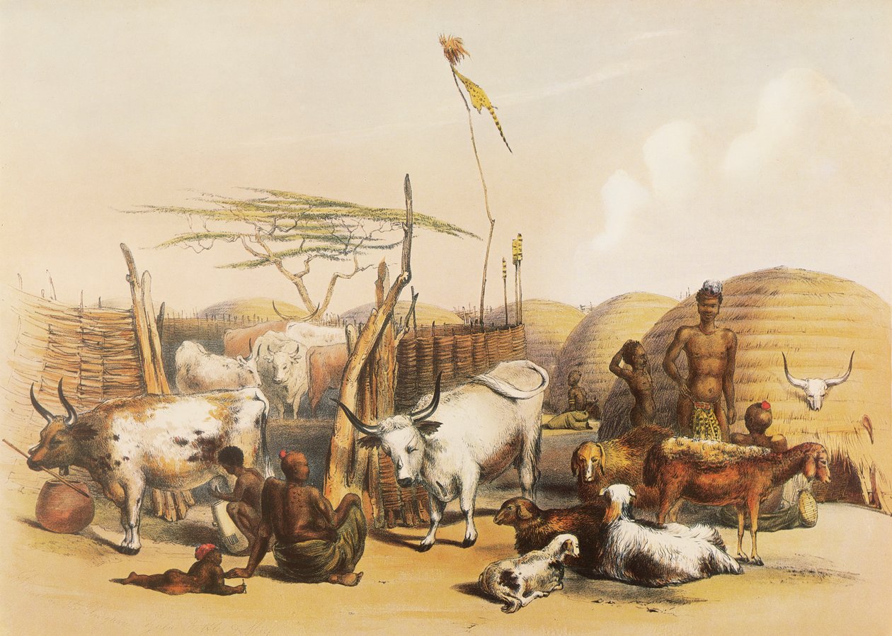 Um kraal Zulu no rio Umgaki, no Natal de George French Angas