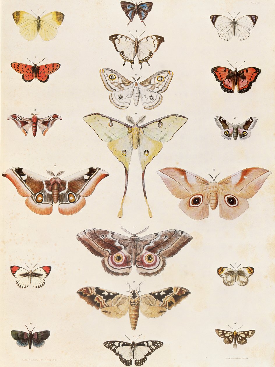 Lepidoptera do Natal e do país Zulu de George French Angas
