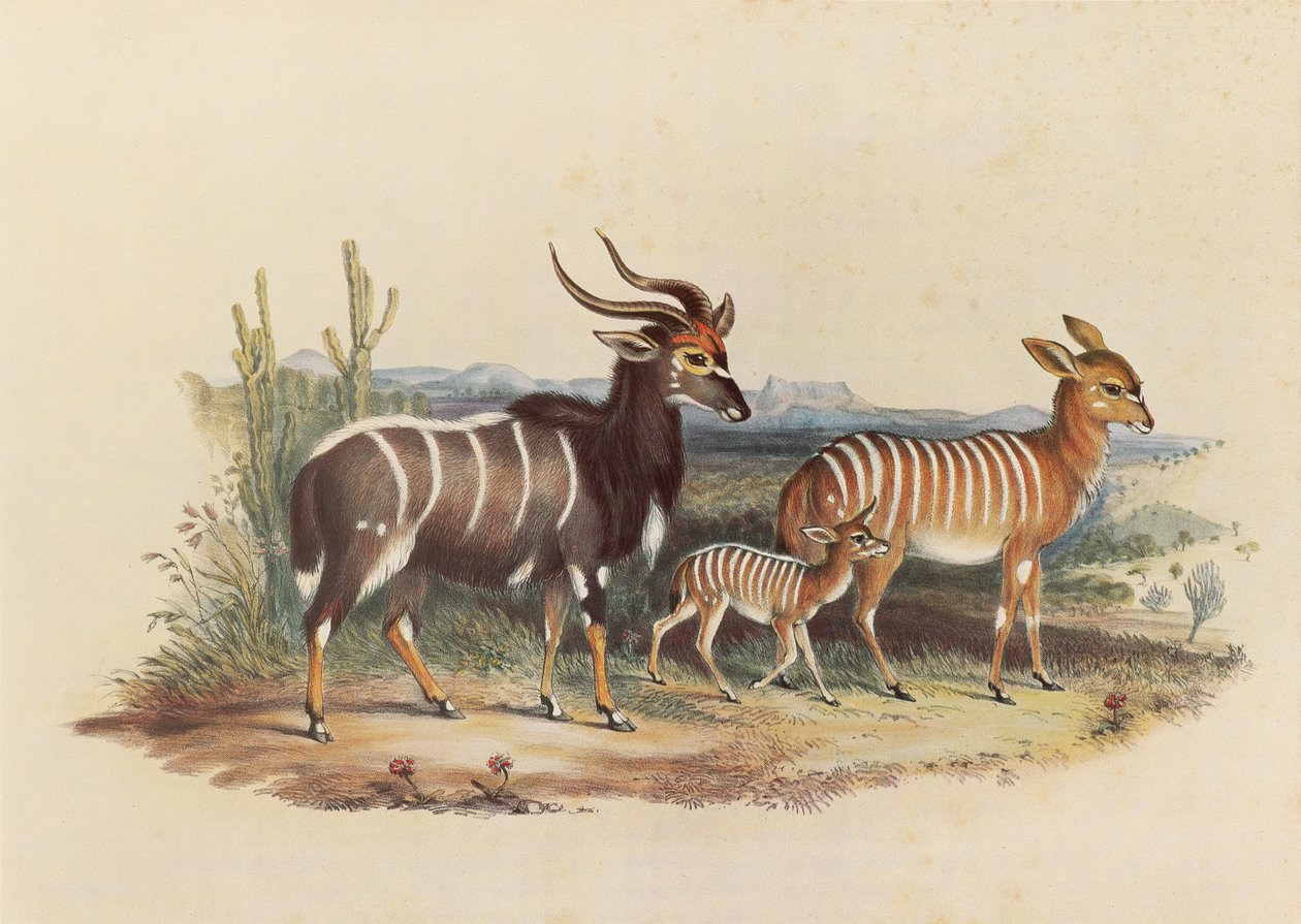 O Nyala de George French Angas