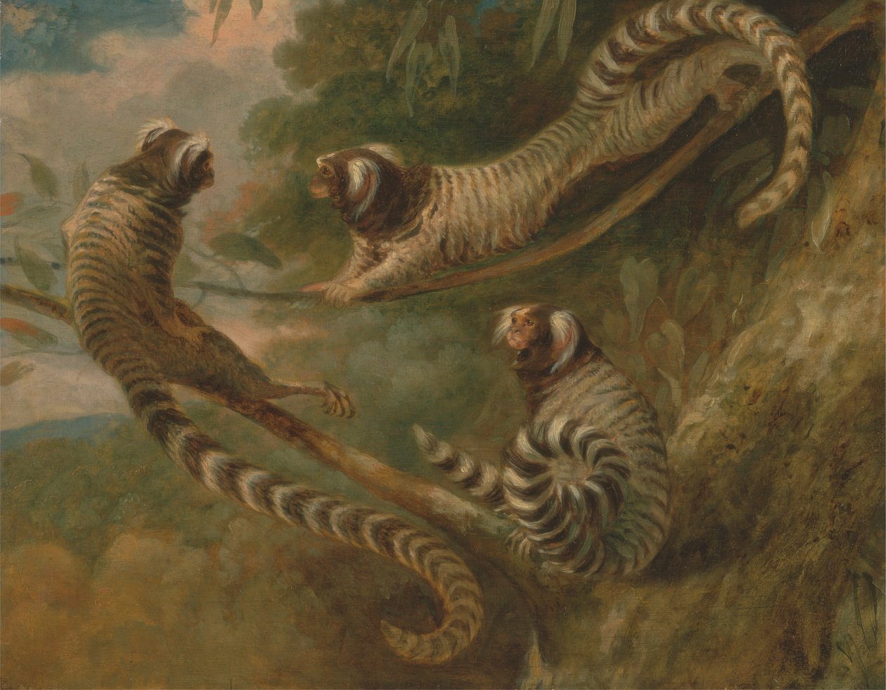 Um Marmoset em Três Atitudes de George Garrard