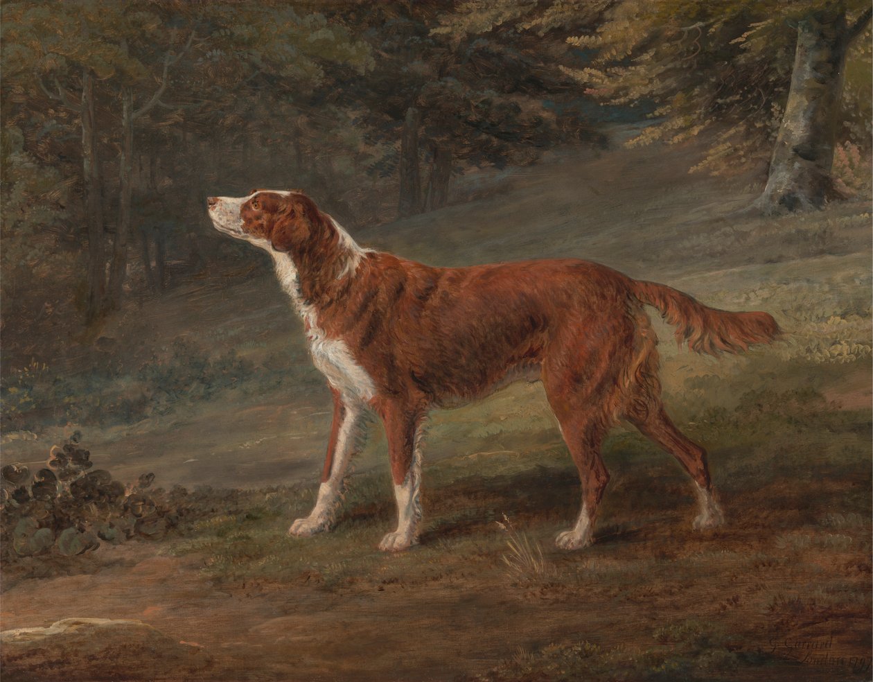 Ranger, um setter, a propriedade de Elizabeth Gray de George Garrard