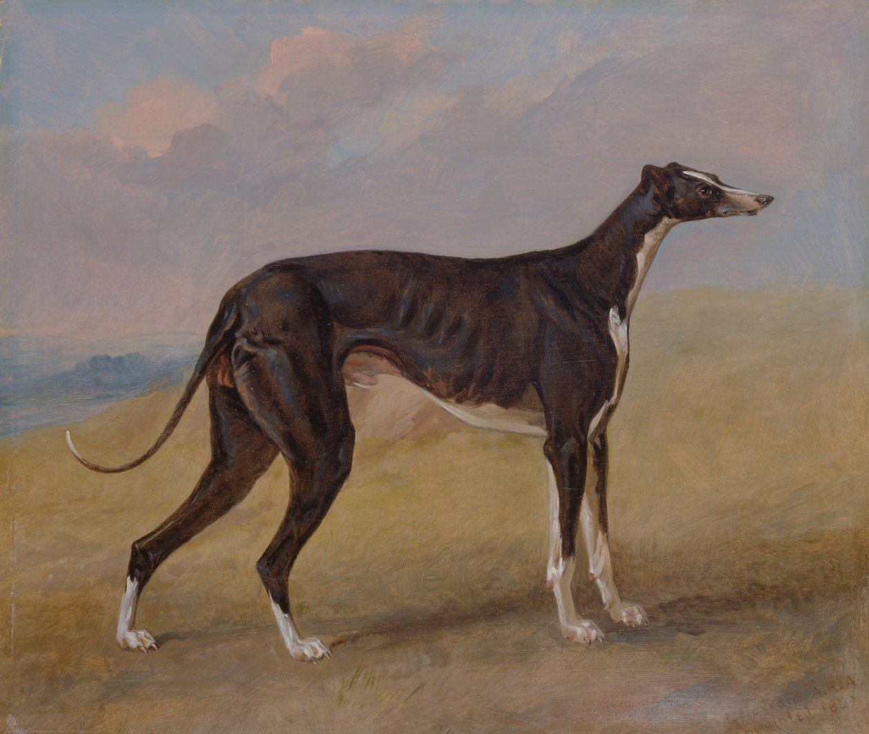 Turk, um cão de caça cinzento, propriedade de George Lane Fox de George Garrard