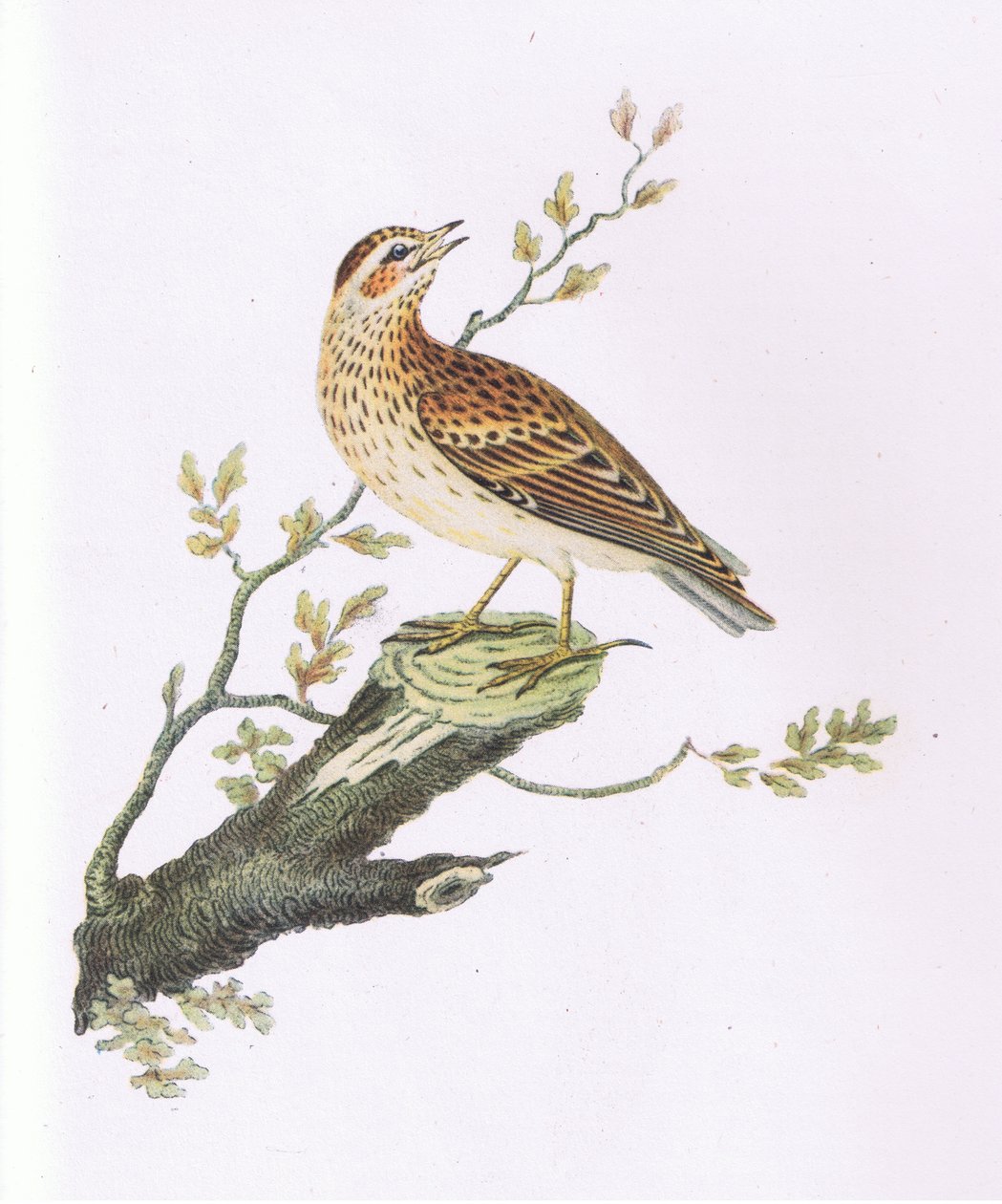 Woodlark, Nature in Britain publicado pela Collins de George Graves