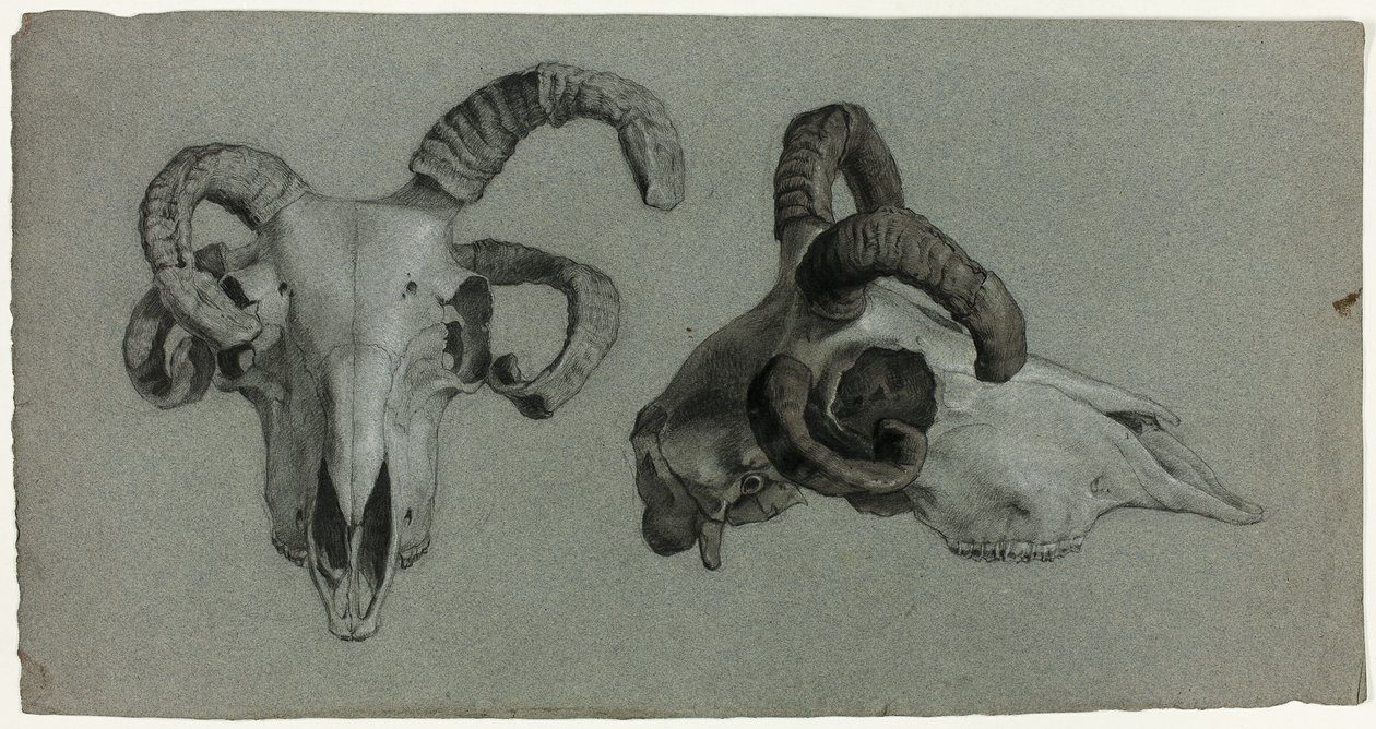 Crânios de carneiros de George Hayter