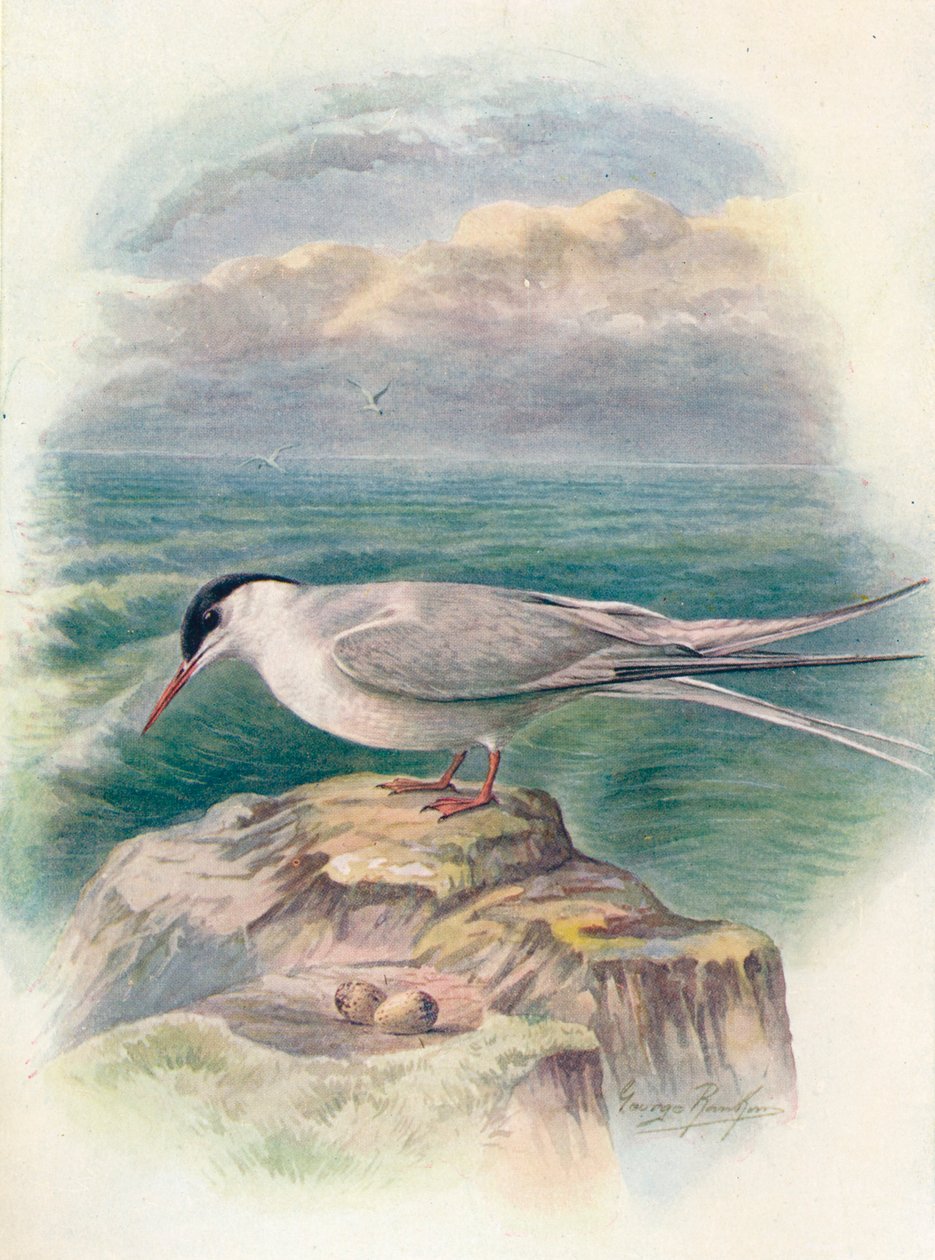 Andorinha-do-mar-ártica - Sterna macrura, c1910, 1910 de George James Rankin