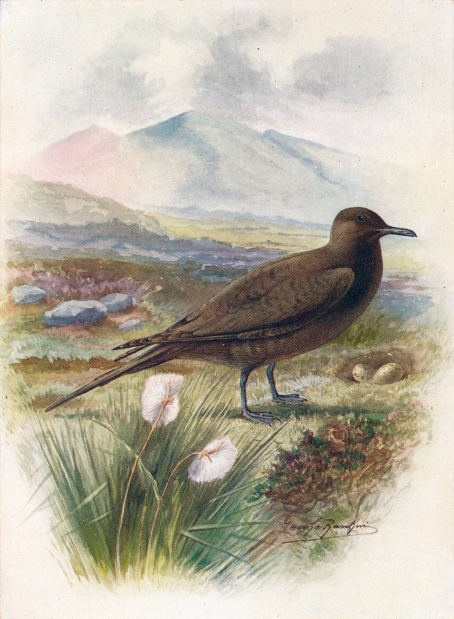 Arctic ou Richardsons Skua - Stercorarins crepidalus, c1910 de 1910 de George James Rankin