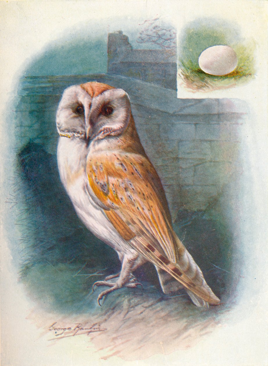 Coruja-das-torres - Strix flammea, c1910, 1910 de George James Rankin