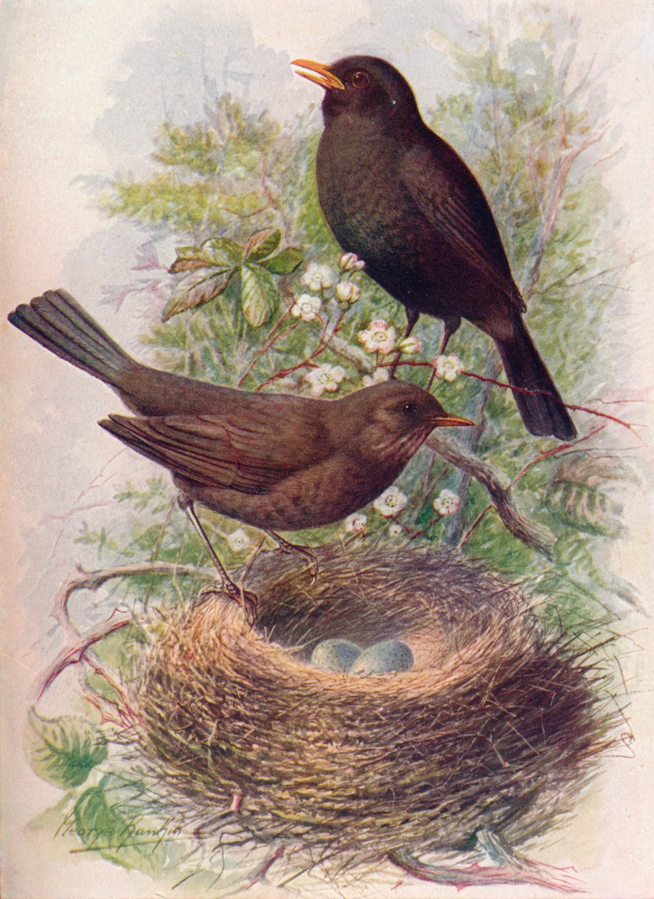 Melro - Turdus merula, c1910, 1910 de George James Rankin