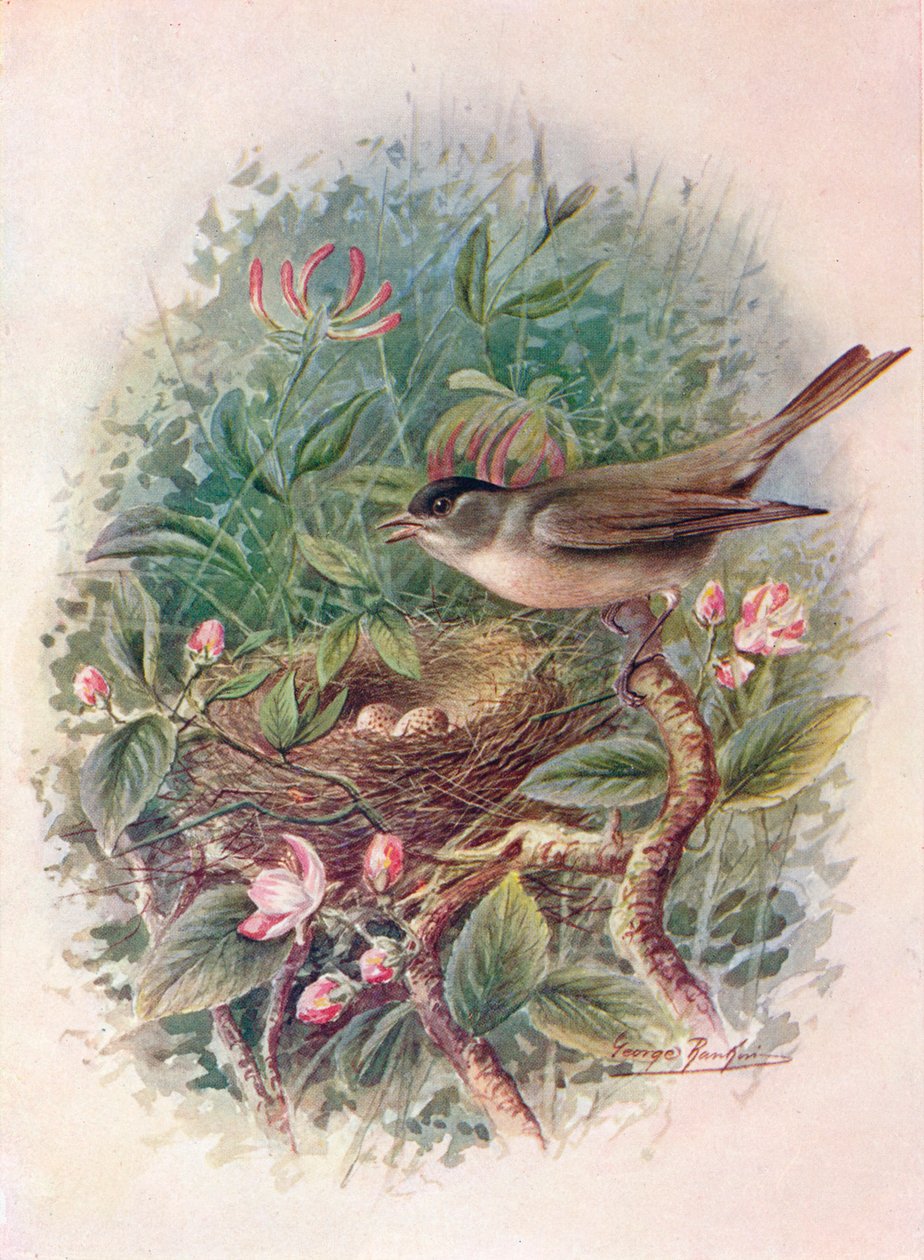 Blackcap - Sylvia atricapilla, c1910, 1910 de George James Rankin