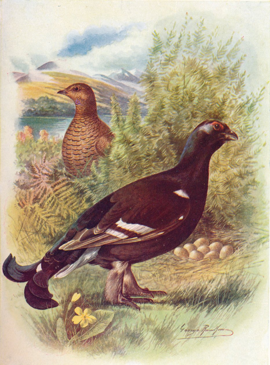 Blackcock ou Black-Grouse - Tetrao tetrix, c1910, 1910 de George James Rankin