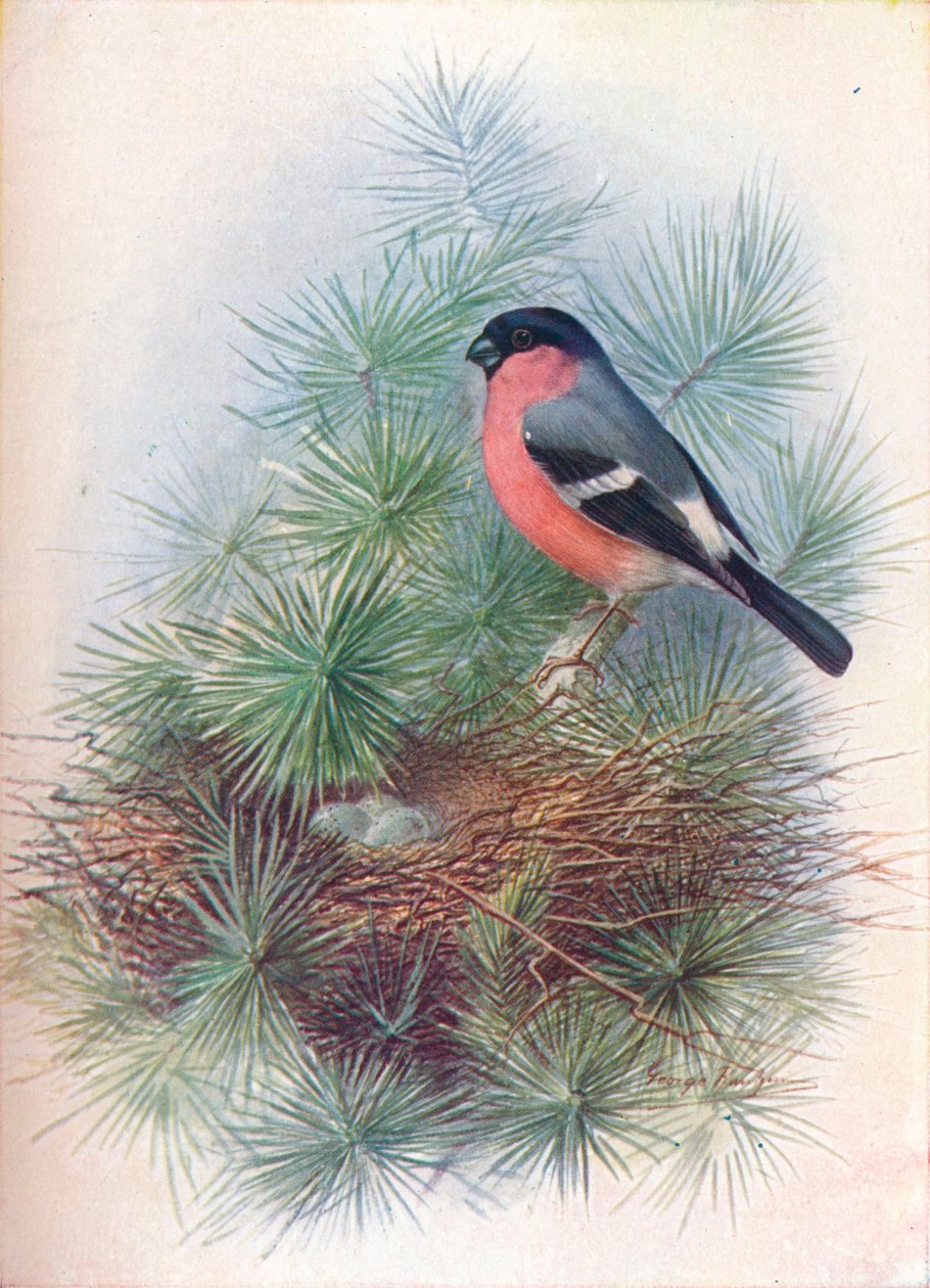 Dom-fafe - Pyrrhua europaea, c1910, 1910 de George James Rankin