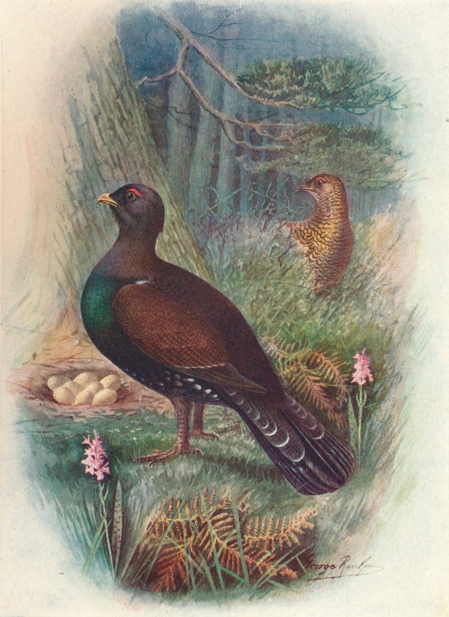 Capercaillie, c1910, 1910 de George James Rankin