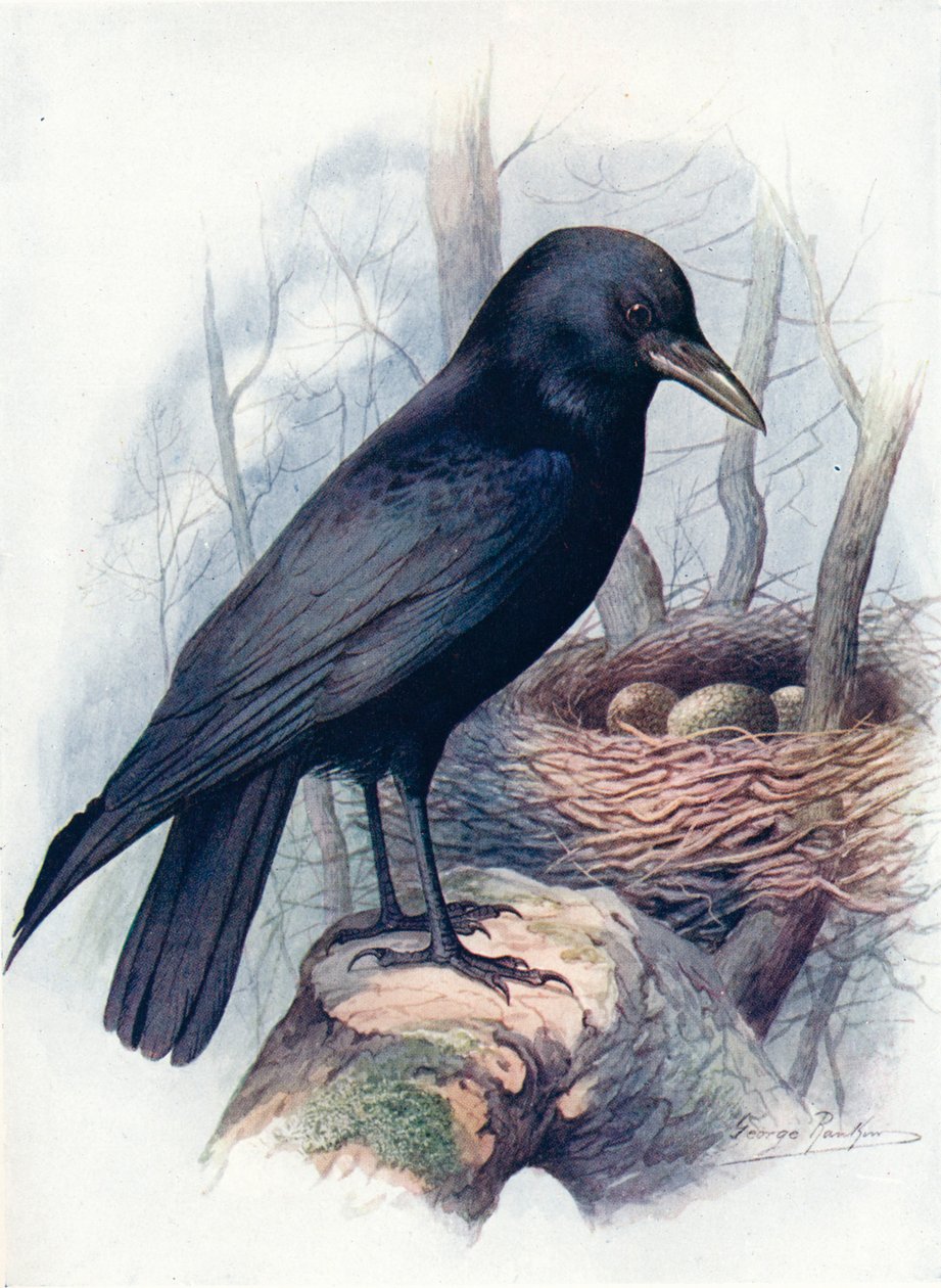 Corvo-cadáver - Corvus corone, c1910, 1910 de George James Rankin