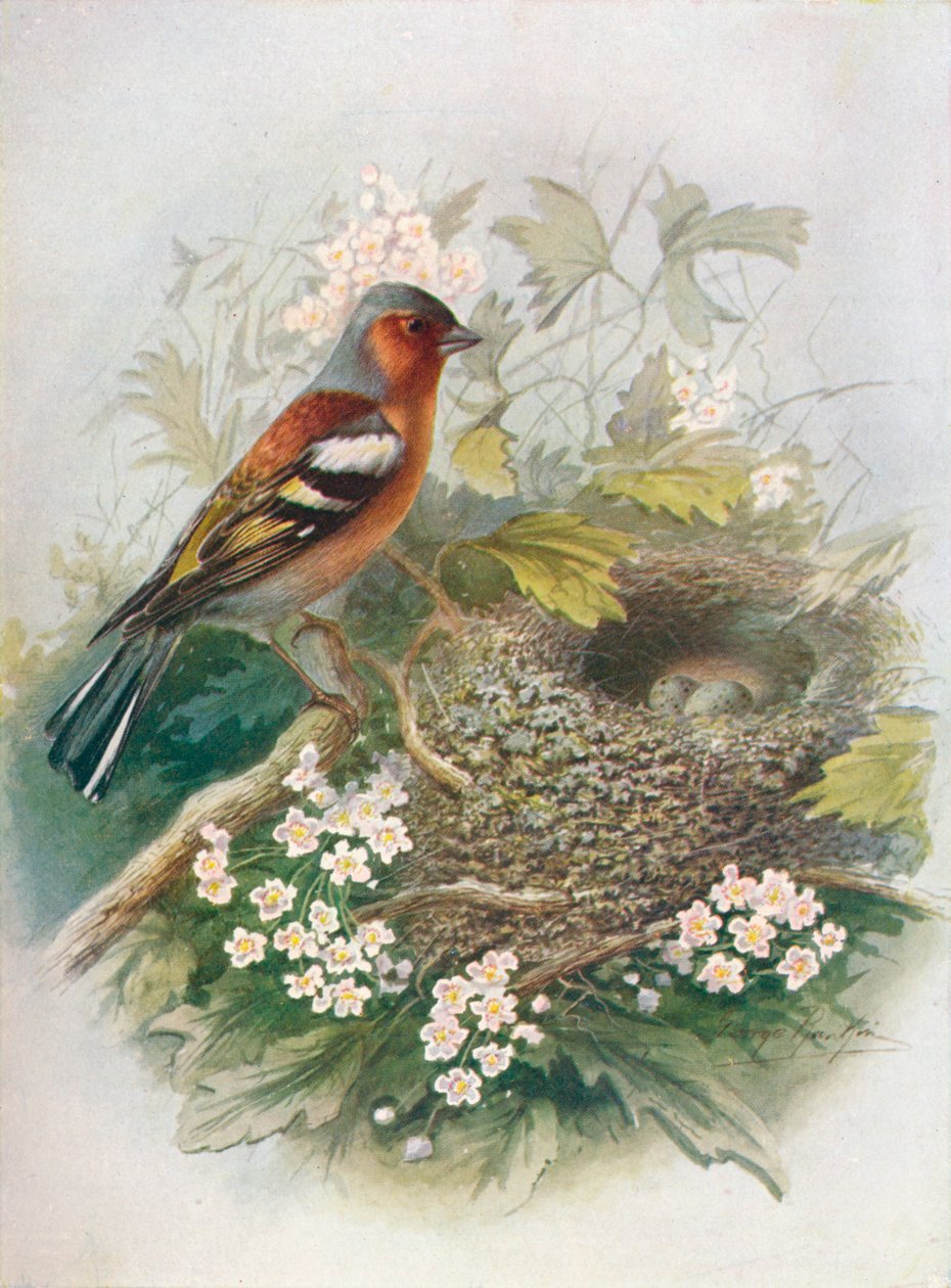 Chaffinch - favorito solteiro, c1910 de 1910 de George James Rankin