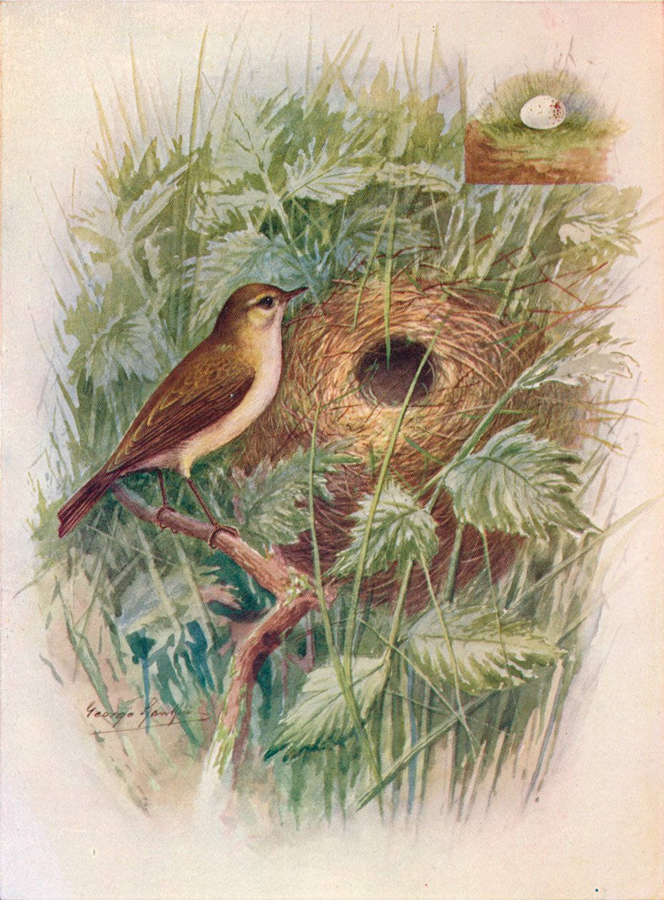 Chiff-Chaff - Phylloscopus rufus, c1910, 1910 de George James Rankin