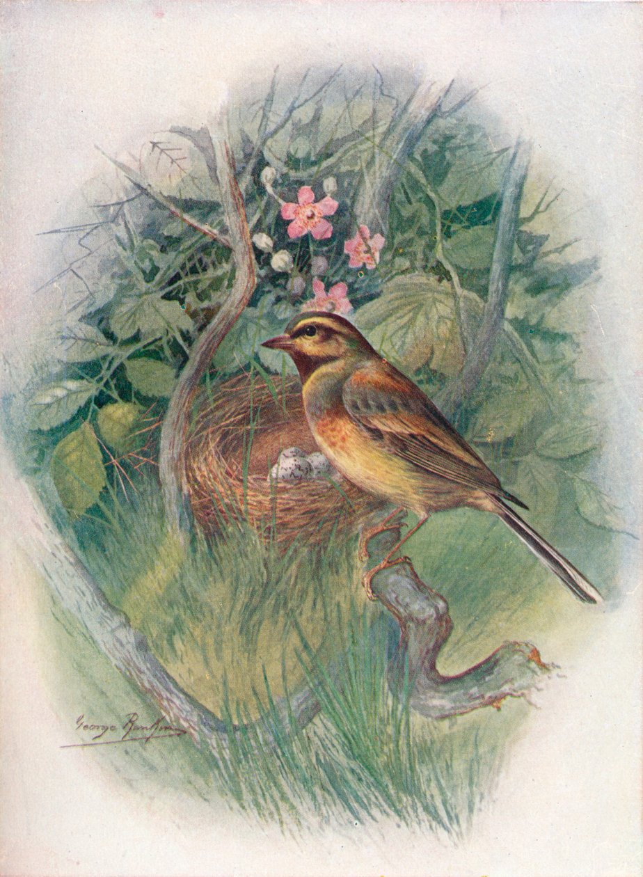 Emberiza cirlus, c1910, 1910 de George James Rankin