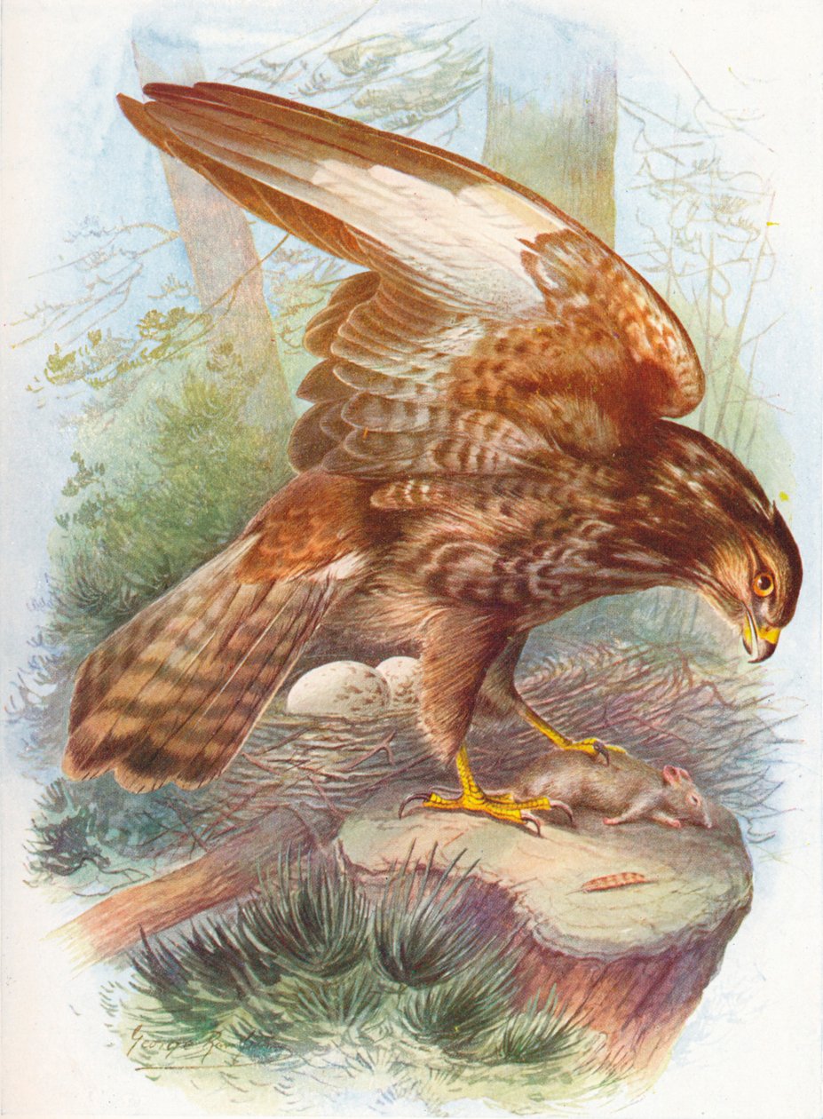 Urubu-comum - Buteo vulgaris, c1910, 1910 de George James Rankin