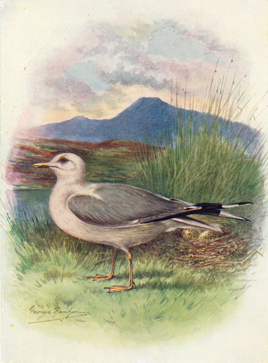 Gaivota comum - Larus, c1910 de 1910 de George James Rankin