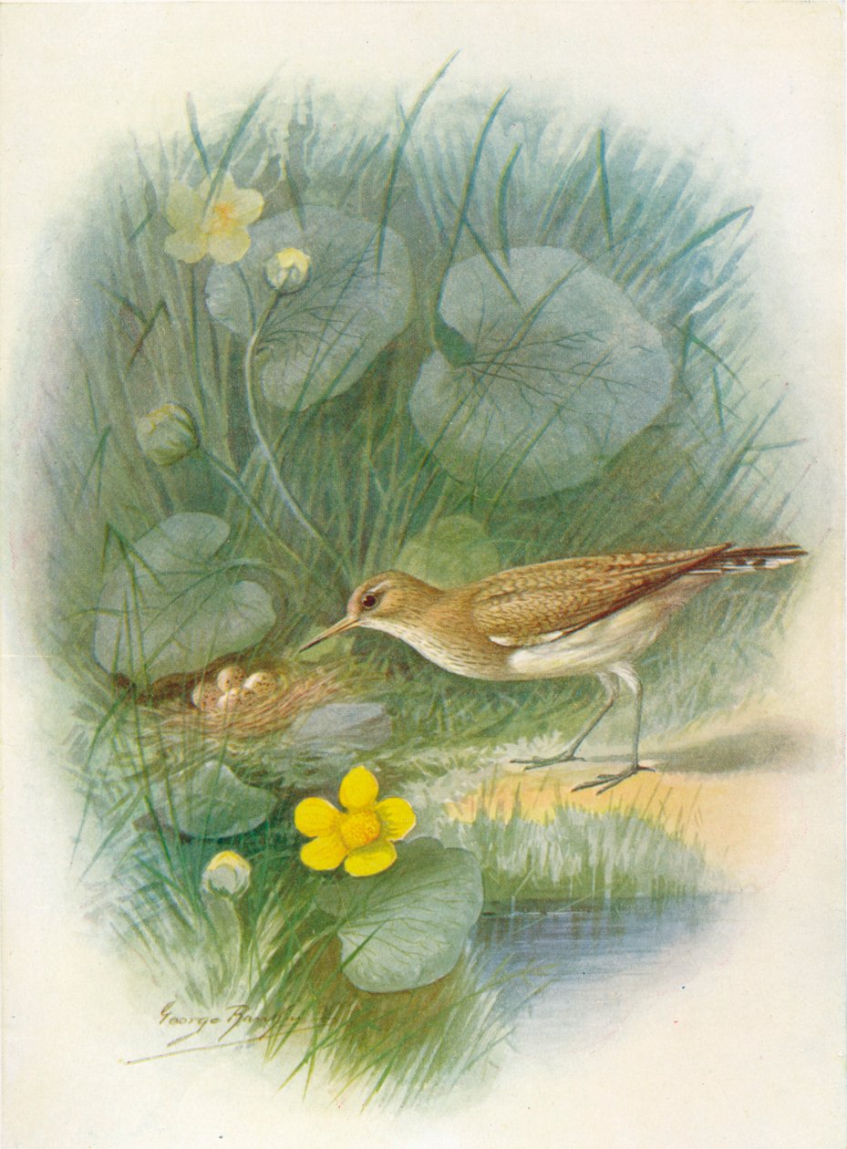 Maçarico-comum - Totanus hypoleucus, c1910, 1910 de George James Rankin