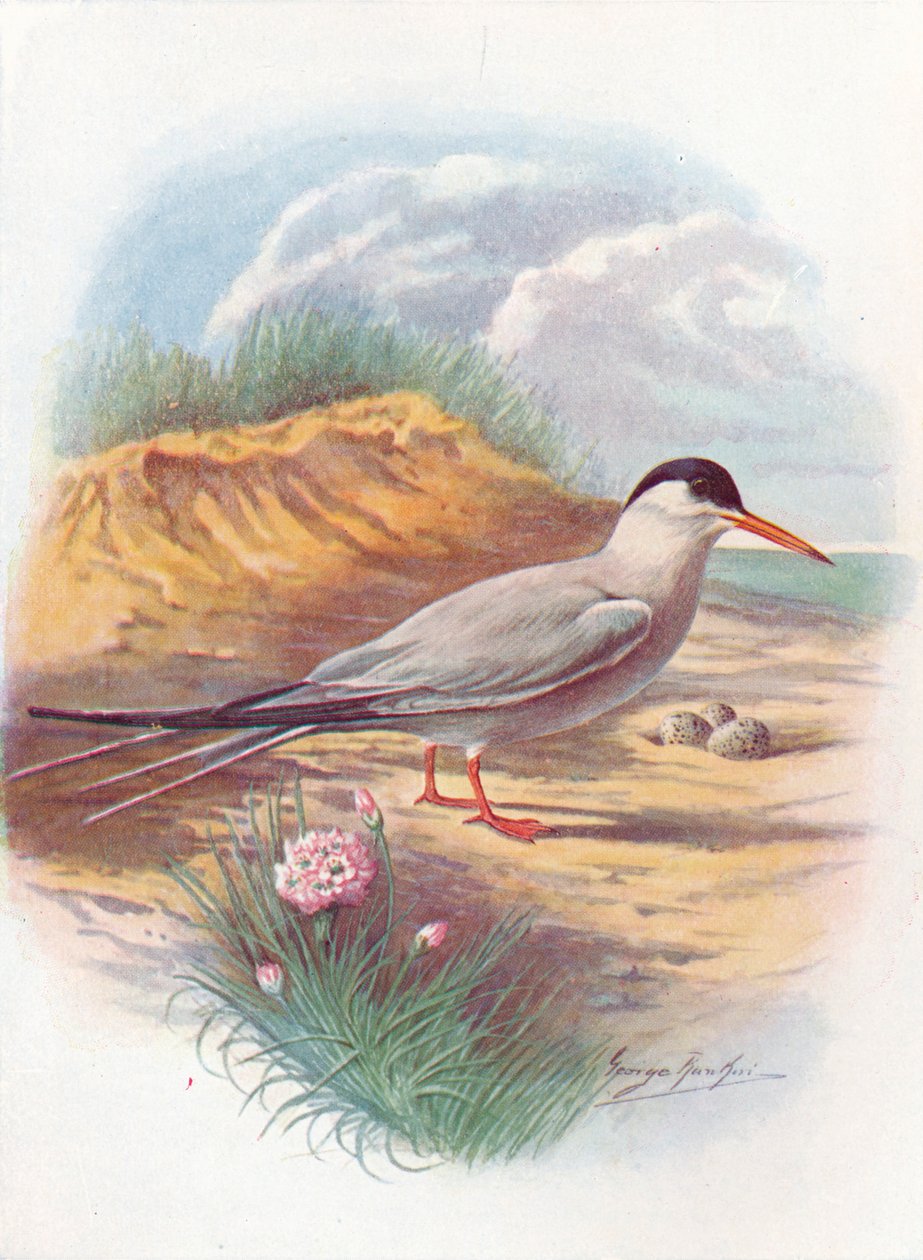 Andorinha-do-mar comum - Sterna fluviatilis, c1910, 1910 de George James Rankin