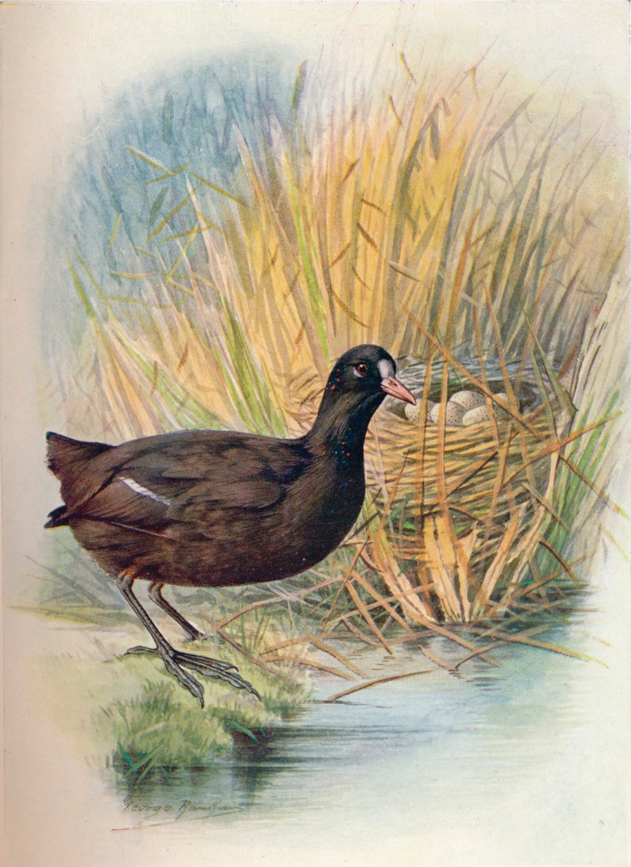 Galeirão - Fulica atra, c1910, 1910 de George James Rankin