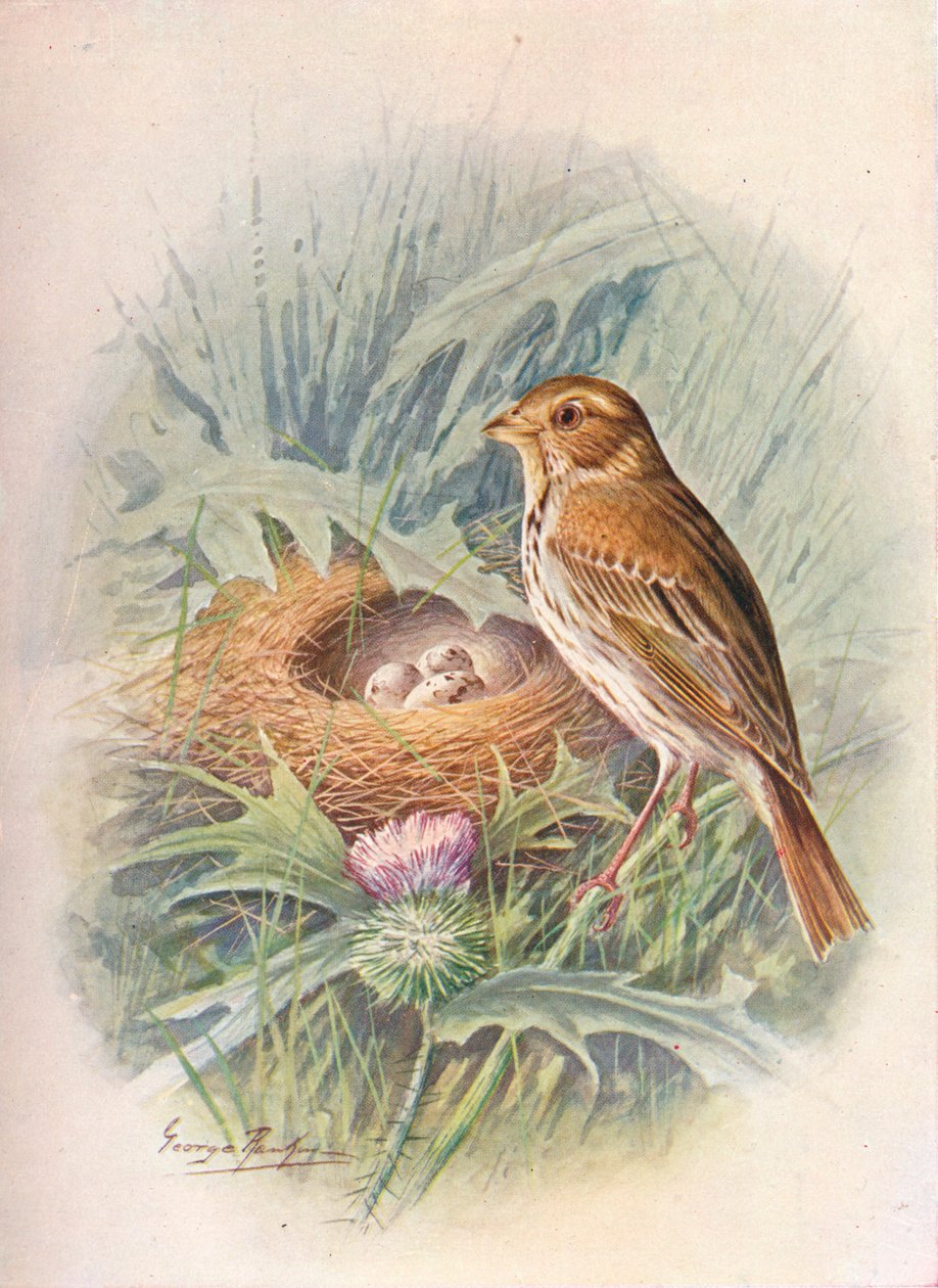 Estamenha de milho - Emberiza miliaria, c1910, 1910 de George James Rankin