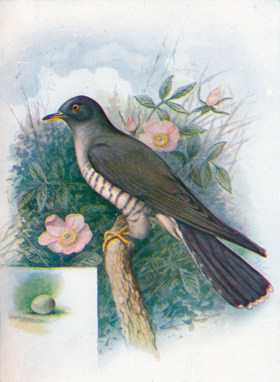 Cuco - Cuculus canorus, c1910, 1910 de George James Rankin