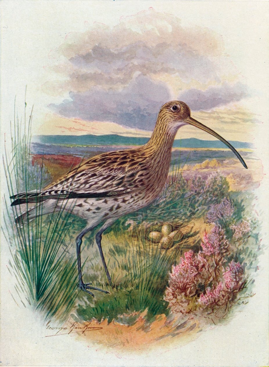 Maçarico real - Numenius arquata, c1910, 1910 de George James Rankin