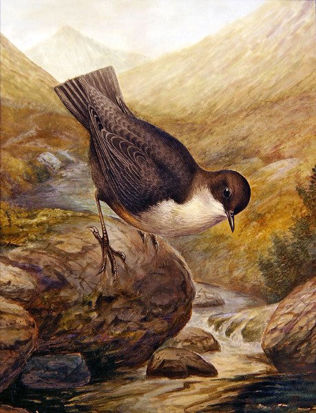 Ursa de água (aguarela sobre papel) de George James Rankin