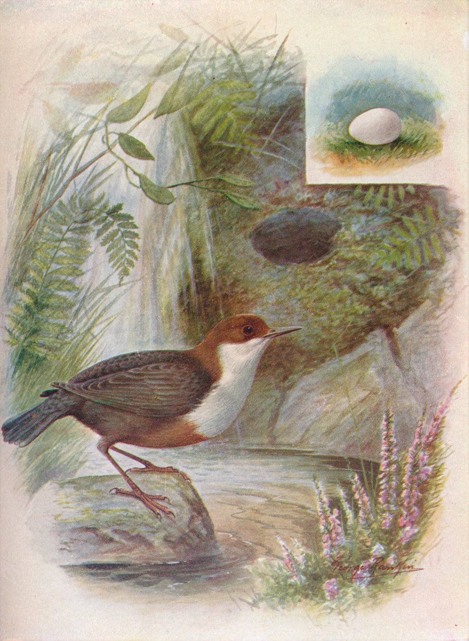 Dipper ou Water-Ousel - Cinclus aquaticus, c1910, 1910 de George James Rankin