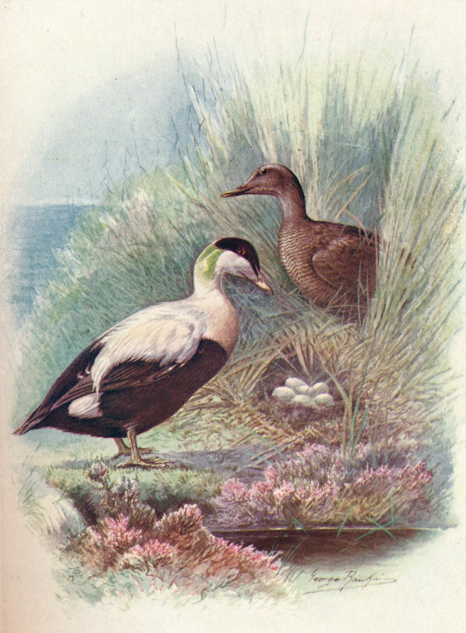 Eider-duck - Somateria mollissima, c1910, 1910 de George James Rankin