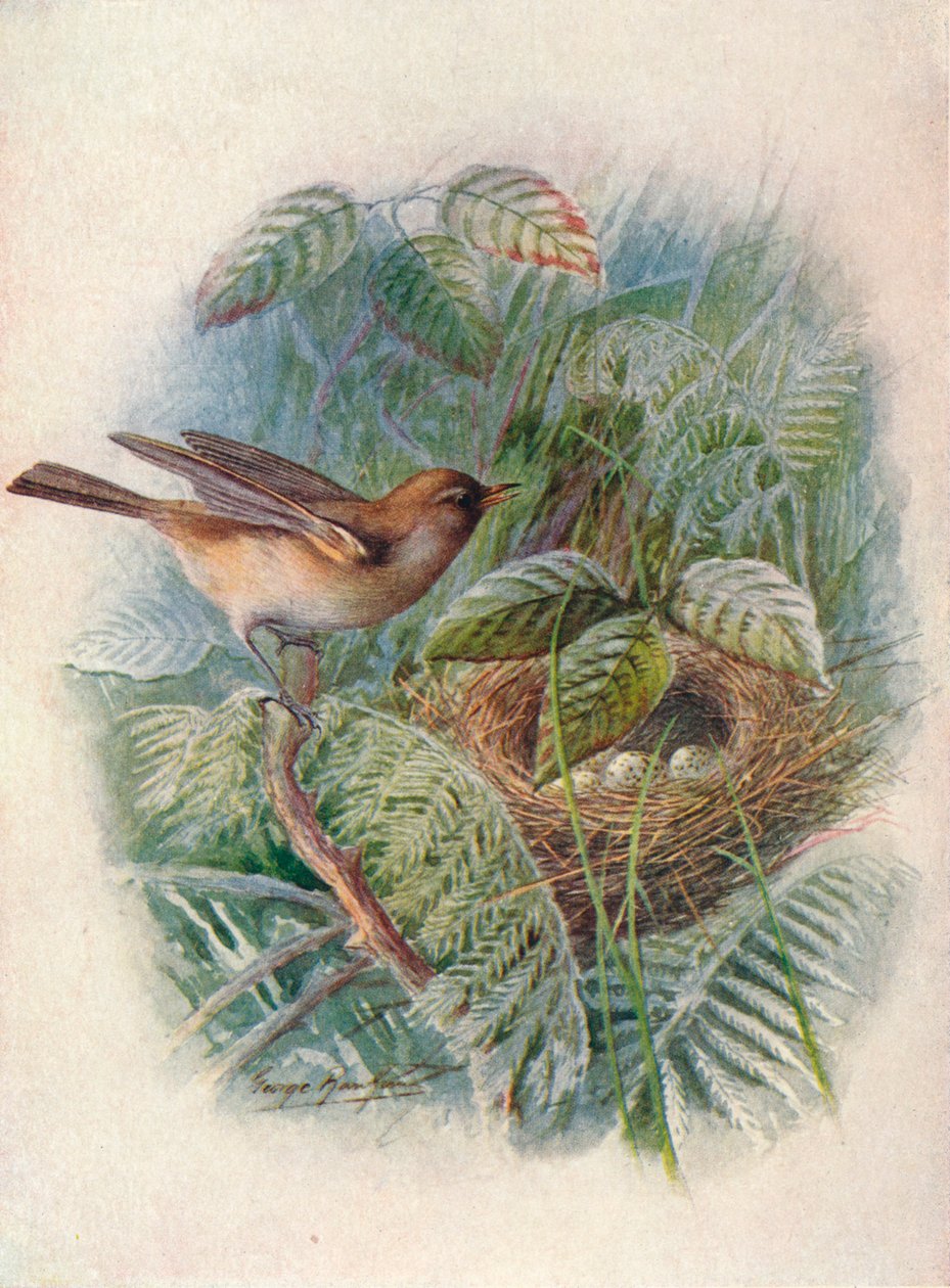 Toutinegra-do-jardim - Sylvia hortensis, c1910, 1910 de George James Rankin