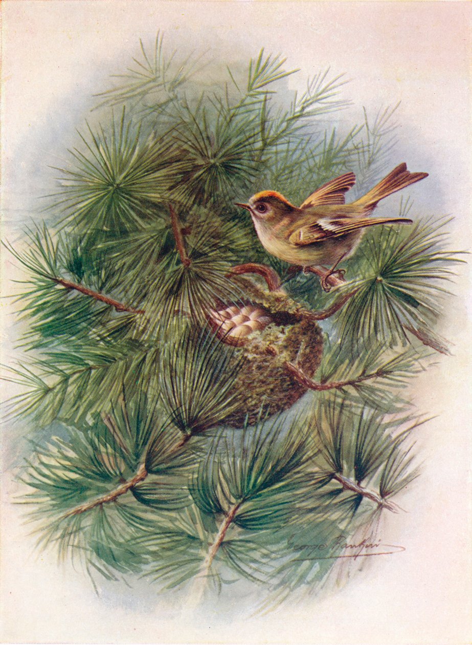 Goldcrest - Regulus cristatus, c1910, 1910 de George James Rankin